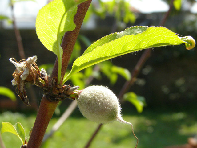 [Foto de planta, jardin, jardineria]