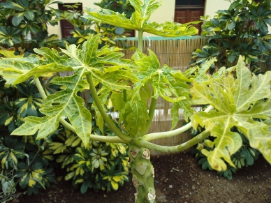 [Foto de planta, jardin, jardineria]