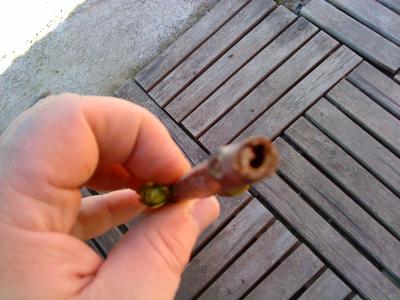 [Foto de planta, jardin, jardineria]