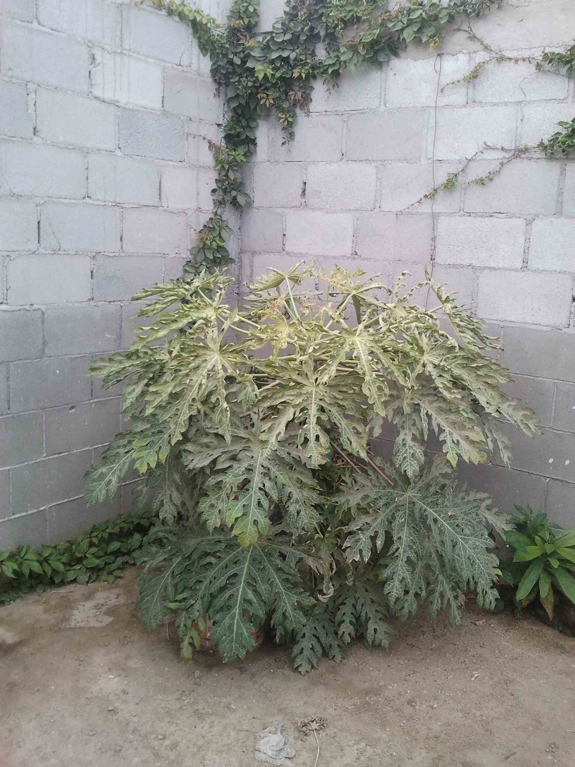 [Foto de planta, jardin, jardineria]