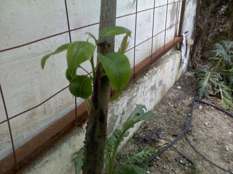 [Foto de planta, jardin, jardineria]