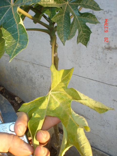 [Foto de planta, jardin, jardineria]