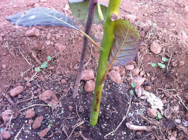 [Foto de planta, jardin, jardineria]