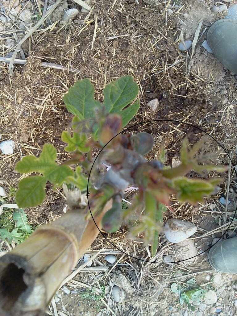 [Foto de planta, jardin, jardineria]