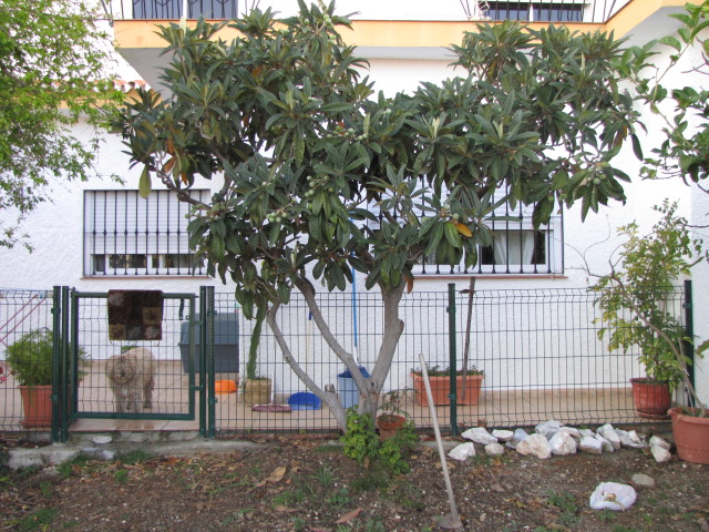 [Foto de planta, jardin, jardineria]