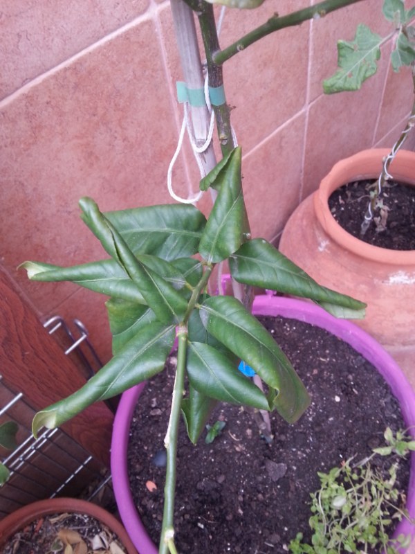 [Foto de planta, jardin, jardineria]