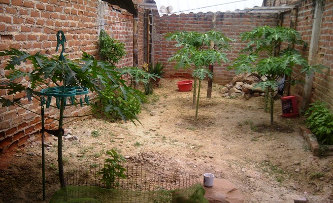 [Foto de planta, jardin, jardineria]