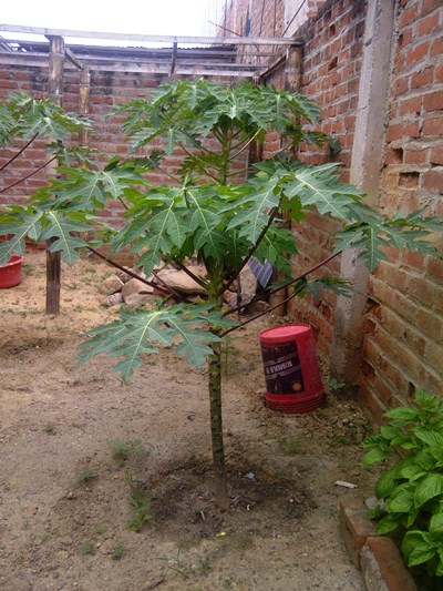 [Foto de planta, jardin, jardineria]