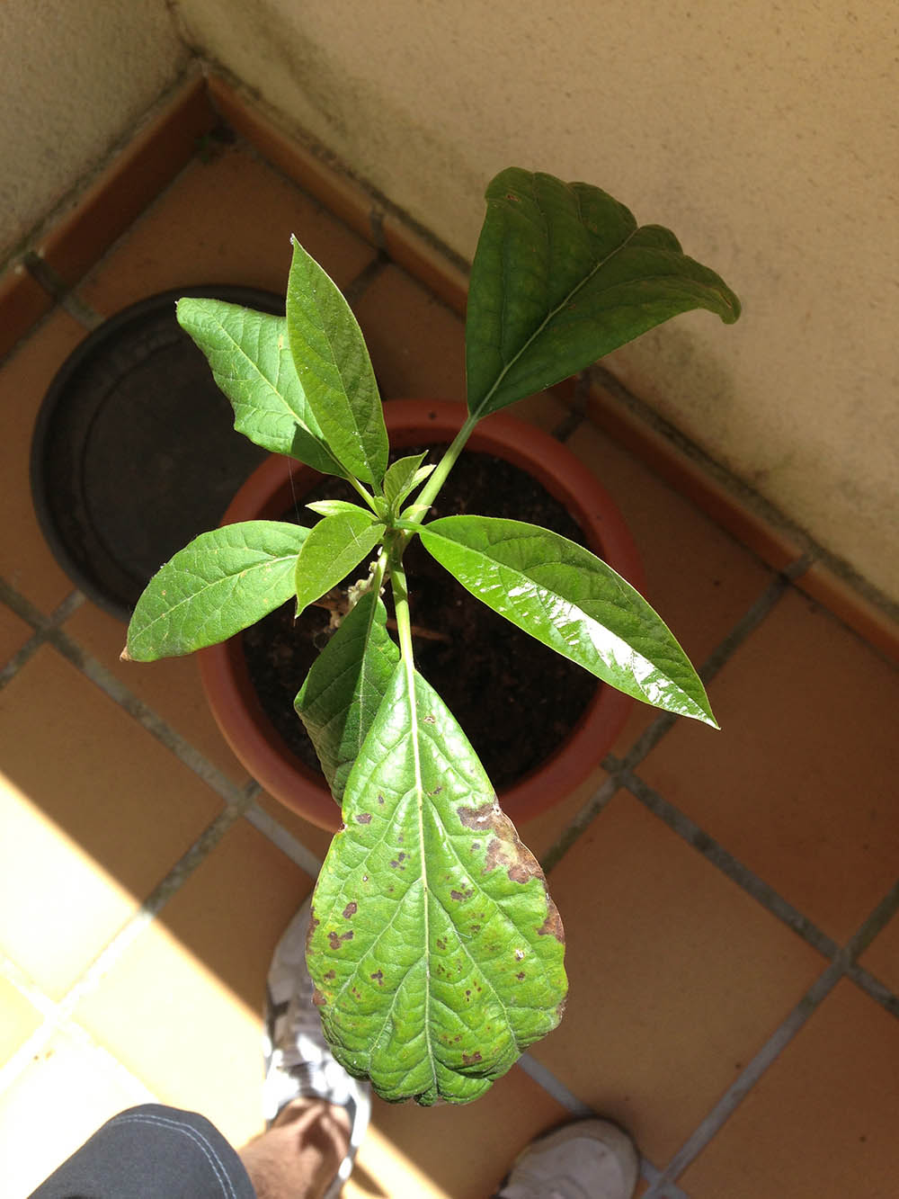 [Foto de planta, jardin, jardineria]