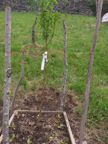 [Foto de planta, jardin, jardineria]