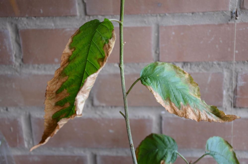 [Foto de planta, jardin, jardineria]