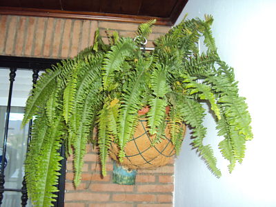 [Foto de planta, jardin, jardineria]
