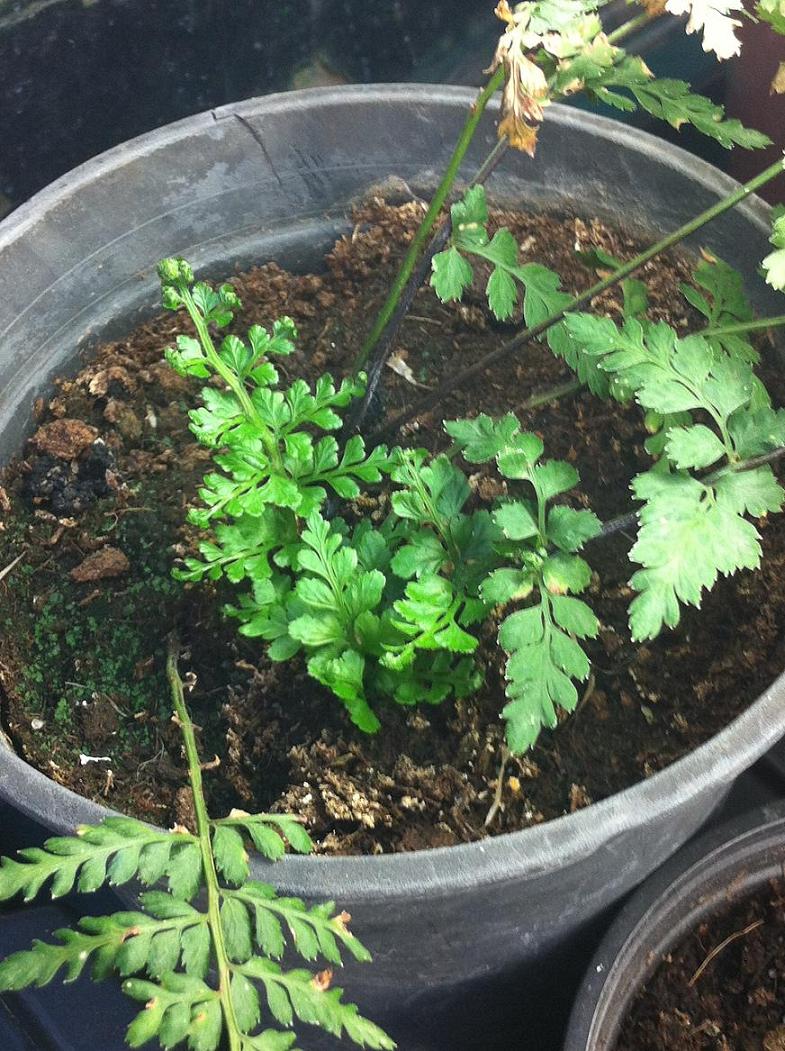 [Foto de planta, jardin, jardineria]