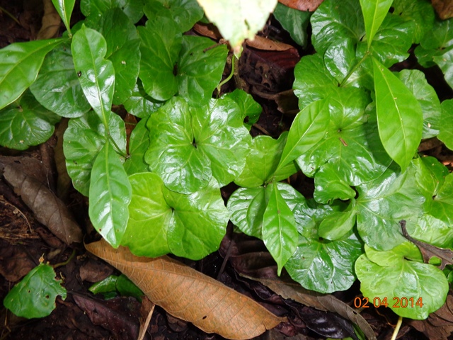 [Foto de planta, jardin, jardineria]