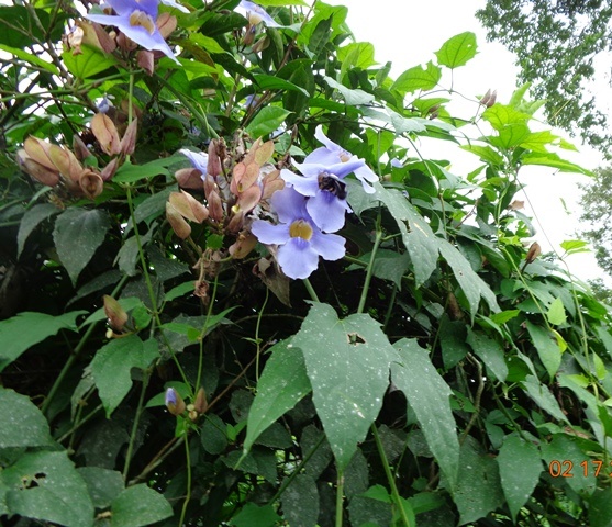 [Foto de planta, jardin, jardineria]