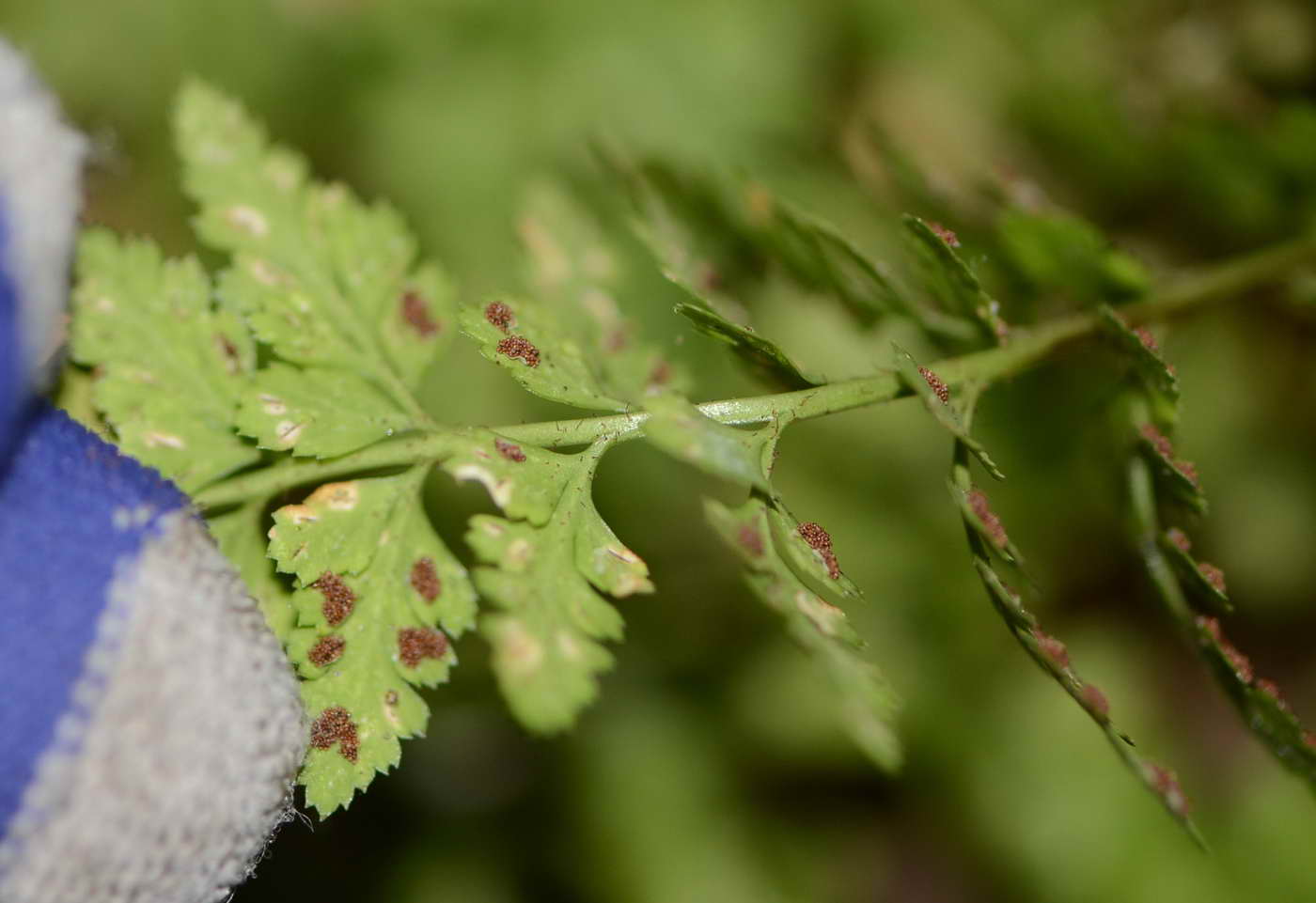 [Foto de planta, jardin, jardineria]
