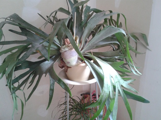 [Foto de planta, jardin, jardineria]