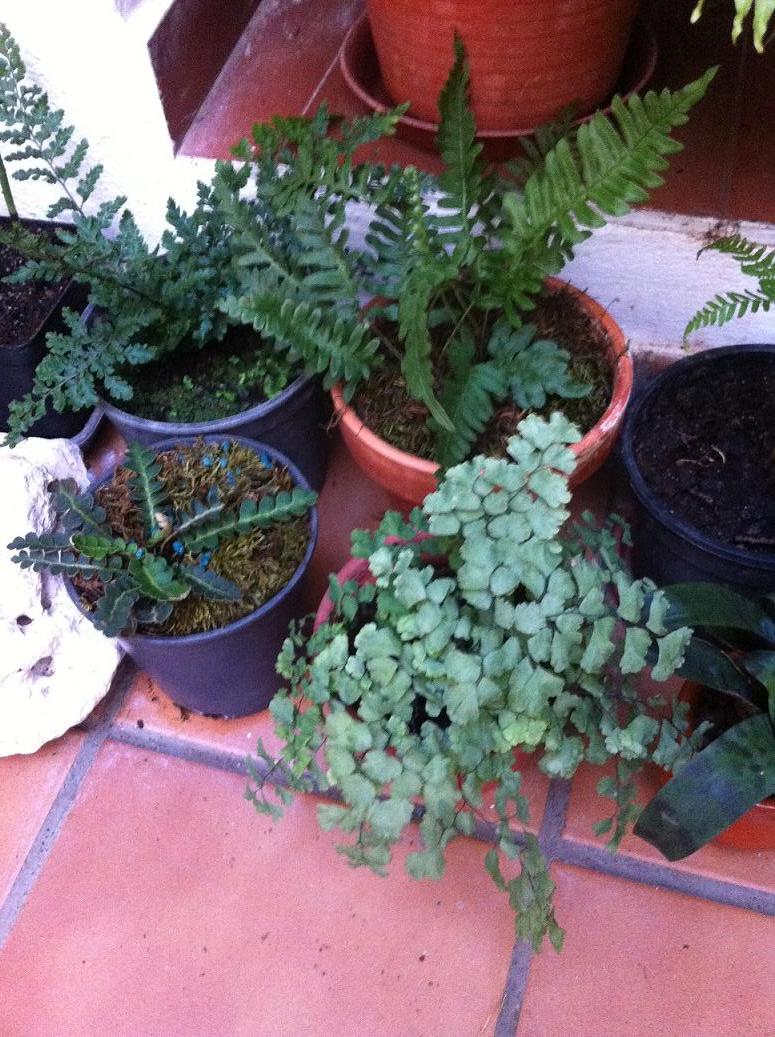[Foto de planta, jardin, jardineria]