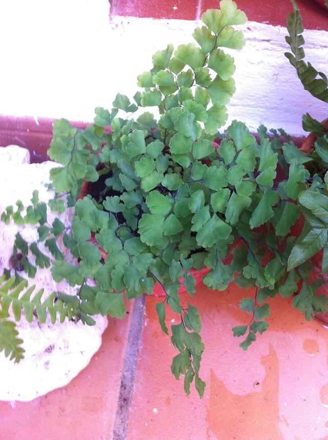 [Foto de planta, jardin, jardineria]