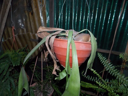 [Foto de planta, jardin, jardineria]