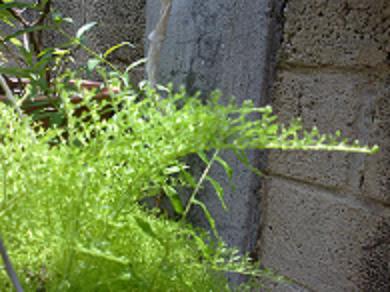 [Foto de planta, jardin, jardineria]