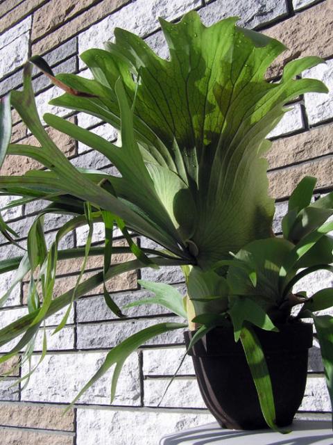 [Foto de planta, jardin, jardineria]