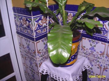 [Foto de planta, jardin, jardineria]