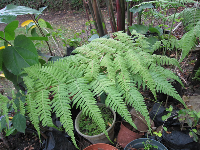 [Foto de planta, jardin, jardineria]