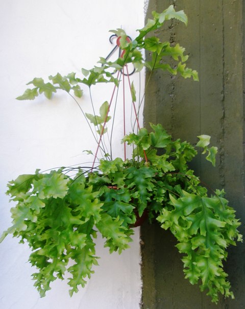 [Foto de planta, jardin, jardineria]