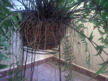 [Foto de planta, jardin, jardineria]