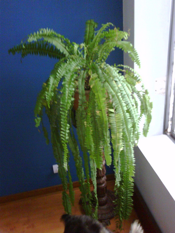 [Foto de planta, jardin, jardineria]