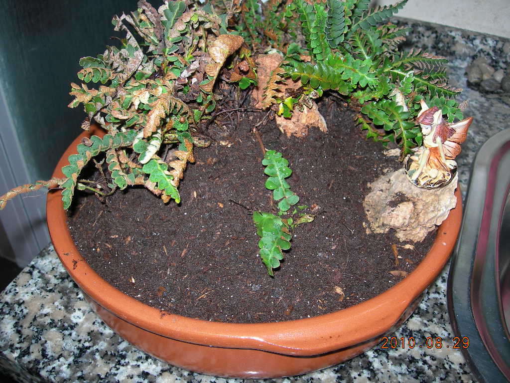 [Foto de planta, jardin, jardineria]