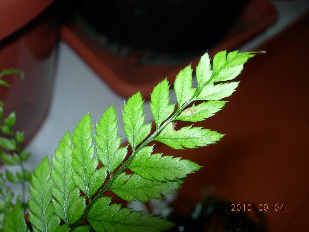 [Foto de planta, jardin, jardineria]