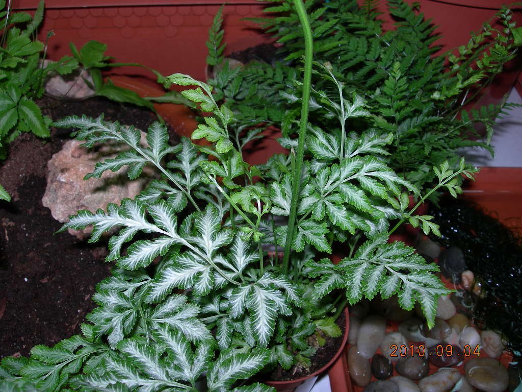 [Foto de planta, jardin, jardineria]
