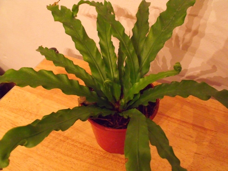 [Foto de planta, jardin, jardineria]