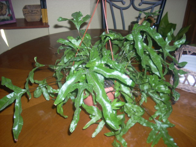 [Foto de planta, jardin, jardineria]