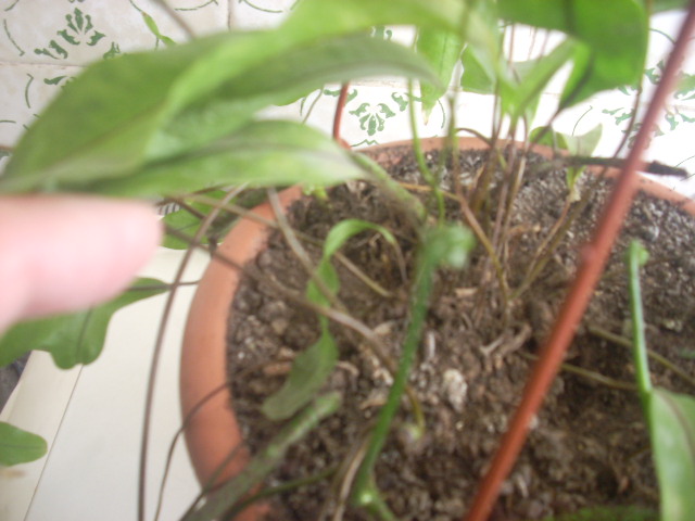 [Foto de planta, jardin, jardineria]