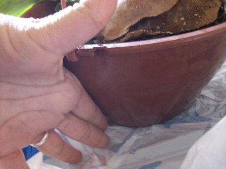[Foto de planta, jardin, jardineria]