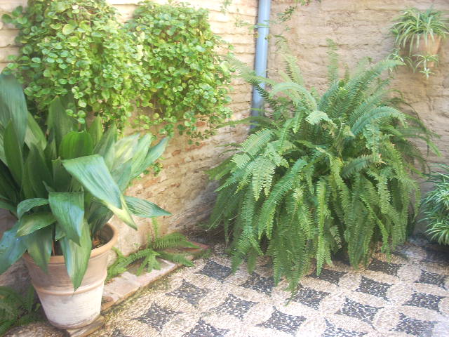 [Foto de planta, jardin, jardineria]
