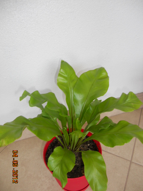 [Foto de planta, jardin, jardineria]