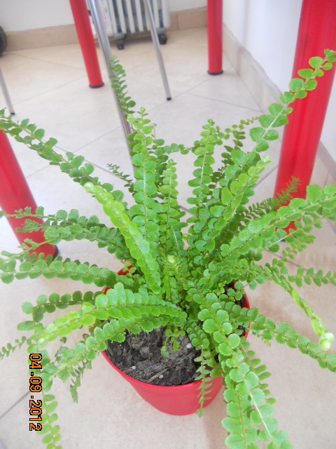 [Foto de planta, jardin, jardineria]