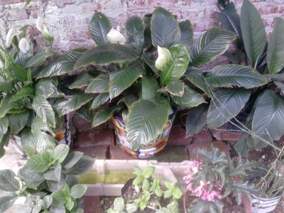 [Foto de planta, jardin, jardineria]