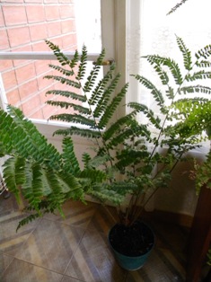 [Foto de planta, jardin, jardineria]