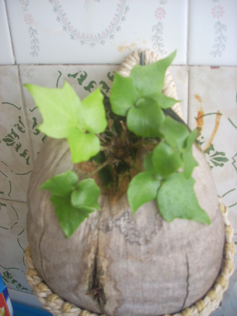 [Foto de planta, jardin, jardineria]