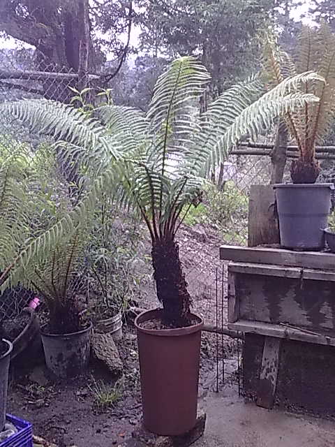 [Foto de planta, jardin, jardineria]