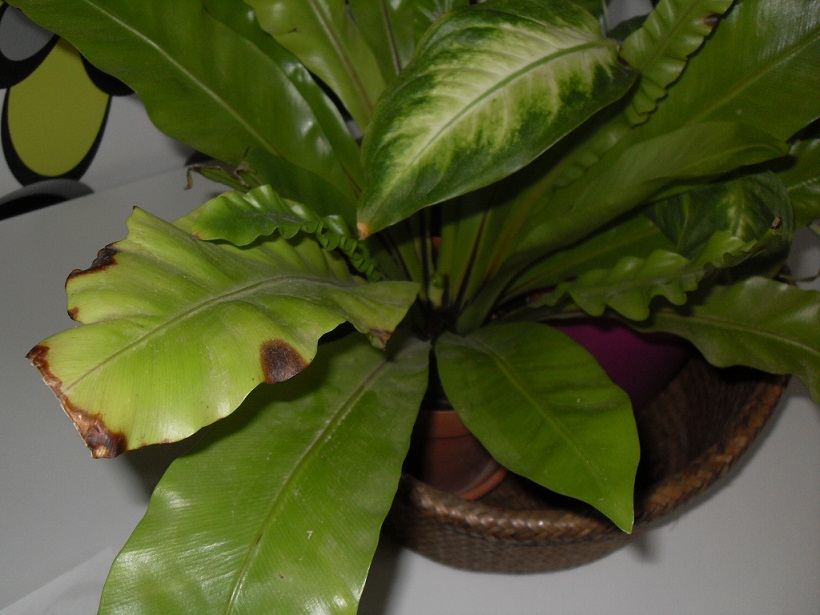 [Foto de planta, jardin, jardineria]