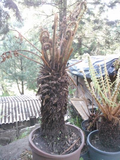 [Foto de planta, jardin, jardineria]