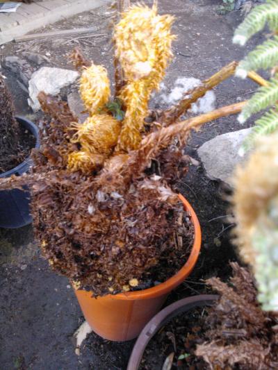 [Foto de planta, jardin, jardineria]