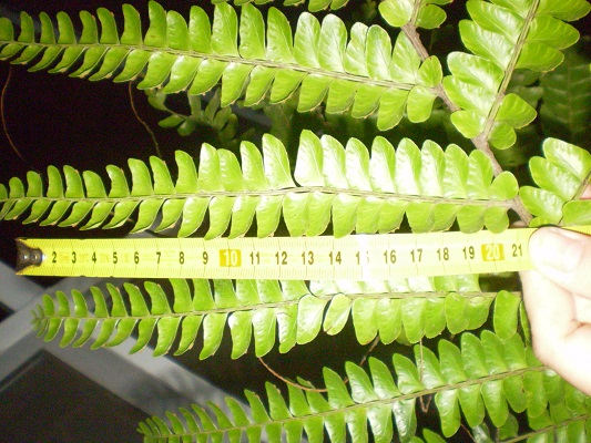 [Foto de planta, jardin, jardineria]