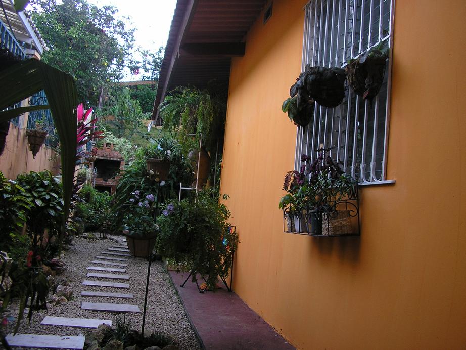 [Foto de planta, jardin, jardineria]